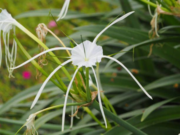 istock beautiful white spider lily flower. 854247638