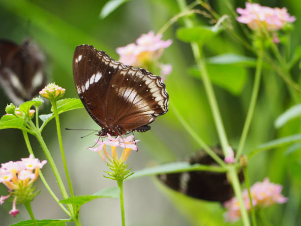istock the butterfly on the lantana flower. 854248418