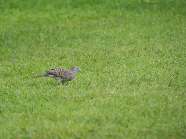 Turtle dove walking on the green grass.