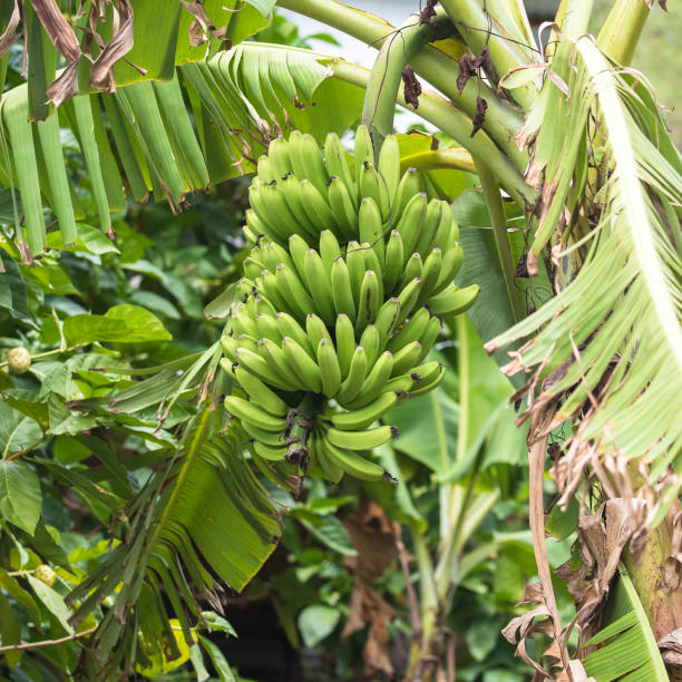 istock Bunch of bananas, exotic fruits 854254980