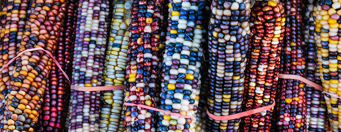 Colorful ears of multicolored kernals of decorative Indian Corn.
