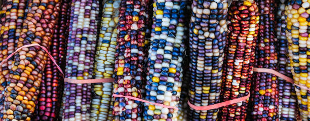 colorido milho indiano - indian corn - fotografias e filmes do acervo