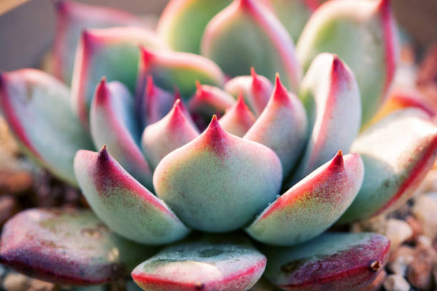 istock Close up of succulent plants backgruond 854257432