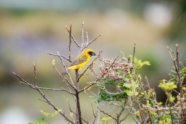 istock Asian Golden Weaver 854257636