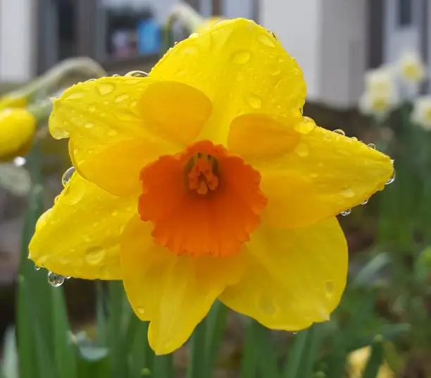 A yellow daffodil flower and raindrops