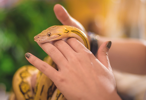 The hand of a woman holding a yellow boa is a lovely pet.