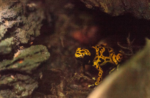 istock Bumble bee poison dart frog Dendrobates leucomelas 854258018