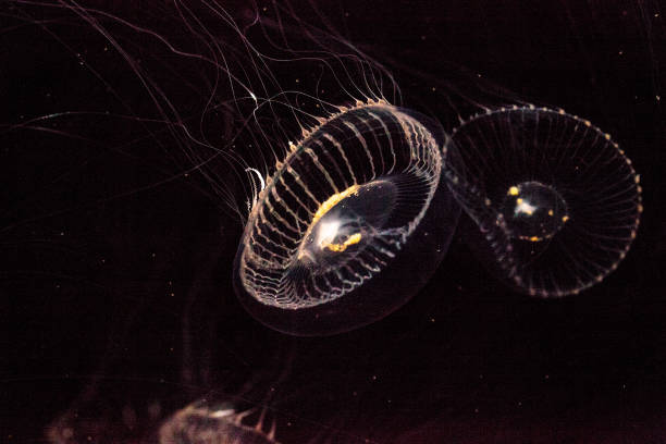 istock Crystal jellyfish Aequorea victoria 854258320