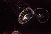 Crystal jellyfish Aequorea victoria