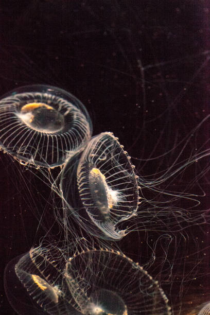 istock Crystal jellyfish Aequorea victoria 854258362
