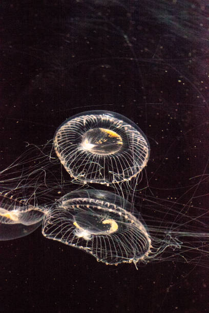 istock Crystal jellyfish Aequorea victoria 854260438