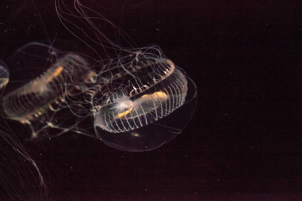 istock Crystal jellyfish Aequorea victoria 854260542