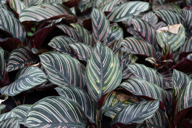 calathea ornata sanderiana on the Nursery plants. The plant is known for its large leaves that have a distinctive pattern and effervescent colors. calathea photos stock pictures, royalty-free photos & images