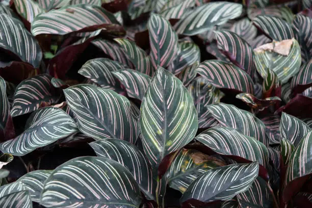 Photo of calathea ornata sanderiana on the Nursery plants.