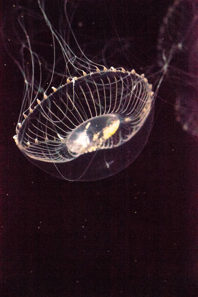 istock Crystal jellyfish Aequorea victoria 854260630