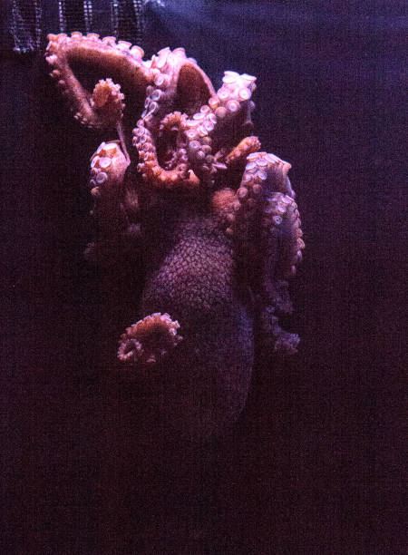 il polpo rosso del pacifico orientale è anche chiamato octopus rubescens - red octopus foto e immagini stock