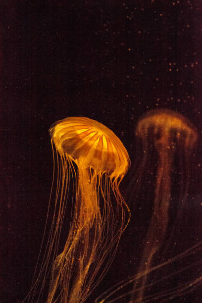 istock Japanese sea nettle Jellyfish, Chrysaora pacifica 854261096