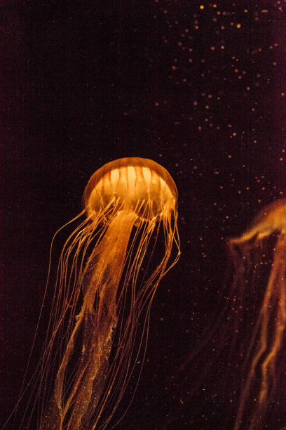 istock Japanese sea nettle Jellyfish, Chrysaora pacifica 854261138