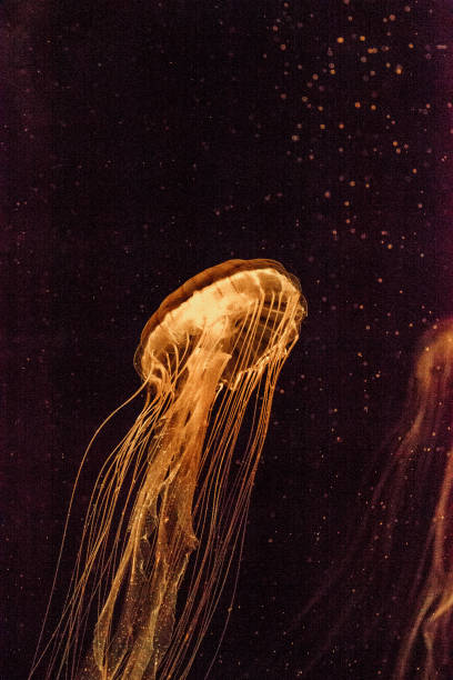 istock Japanese sea nettle Jellyfish, Chrysaora pacifica 854261240
