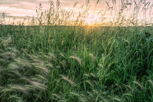 istock Summer meadow field at sunset 854261272