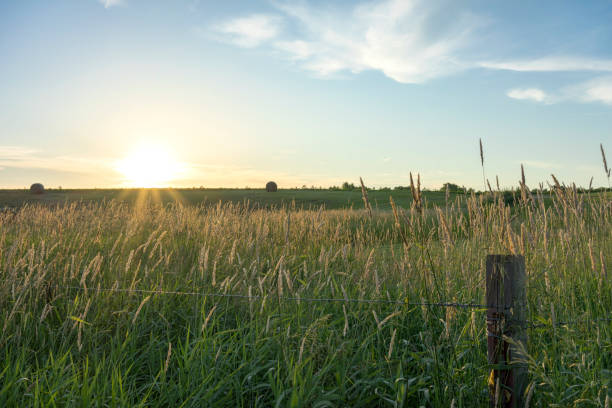 Farm, field, Dawn, Dusk, Grass, fence, hay