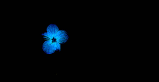 istock Beautiful flower in black vase on black background , process in vintage style 854261376
