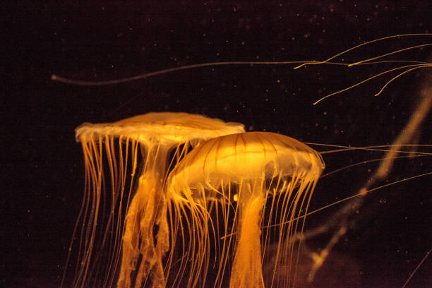 istock Japanese sea nettle Jellyfish, Chrysaora pacifica 854261390