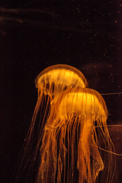 istock Japanese sea nettle Jellyfish, Chrysaora pacifica 854261426