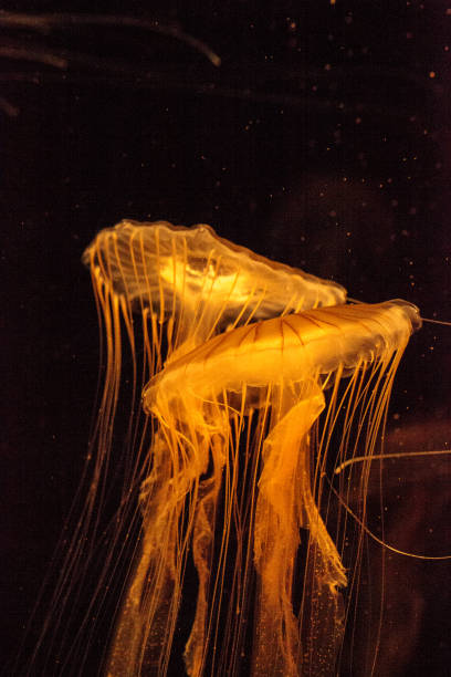 istock Japanese sea nettle Jellyfish, Chrysaora pacifica 854261434