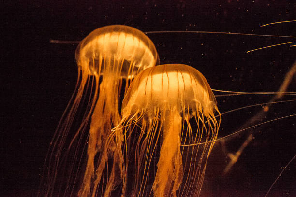 istock Japanese sea nettle Jellyfish, Chrysaora pacifica 854261450