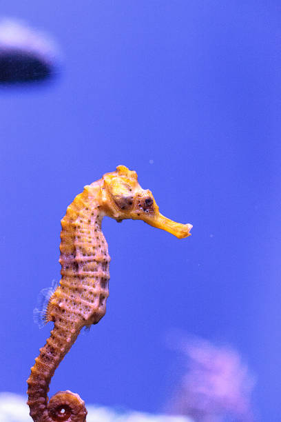 istock Longsnout seahorse known as Hippocampus reidi 854261642