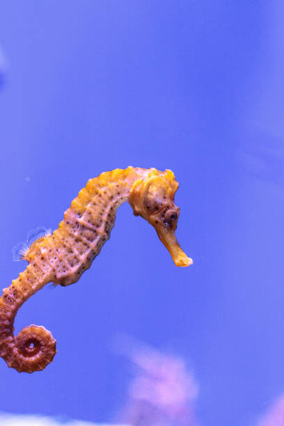Longsnout seahorse known as Hippocampus reidi Longsnout seahorse known as Hippocampus reidi in a marine aquarium longsnout seahorse hippocampus reidi stock pictures, royalty-free photos & images