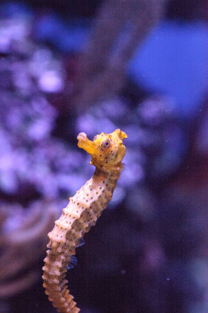 istock Longsnout seahorse known as Hippocampus reidi 854261680