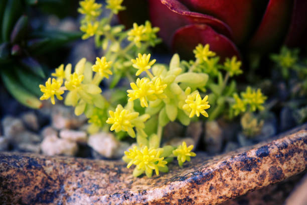 istock Close up of succulent plants backgruond 854262192