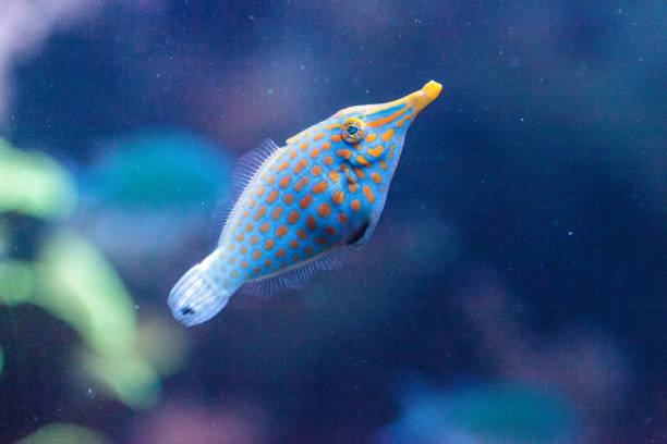 istock Orange spotted filefish Oxymonacanthus longirostris 854264498