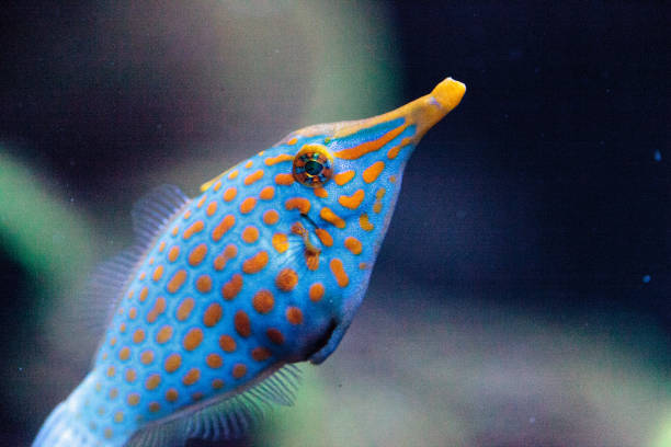 istock Orange spotted filefish Oxymonacanthus longirostris 854264638