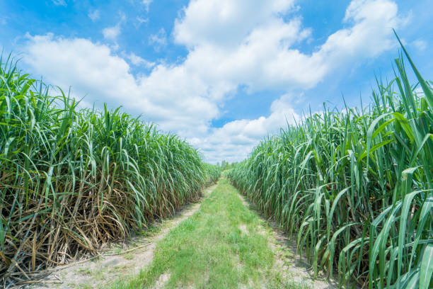istock sugar cane in farmland with blue sky 854264812