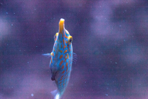 istock Orange spotted filefish Oxymonacanthus longirostris 854264924