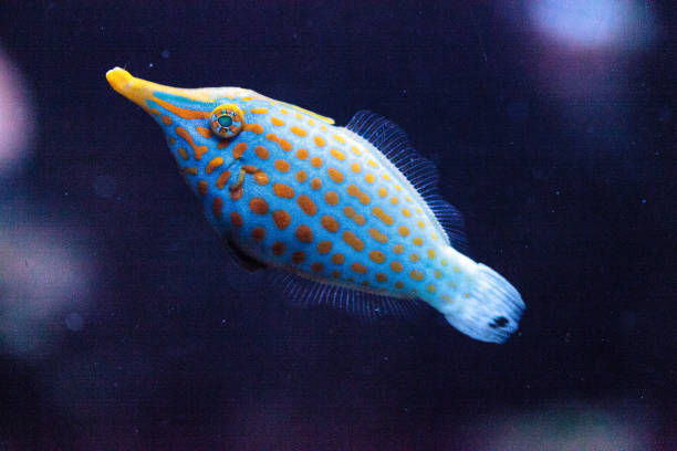 istock Orange spotted filefish Oxymonacanthus longirostris 854265120
