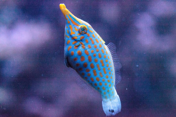 istock Orange spotted filefish Oxymonacanthus longirostris 854265244