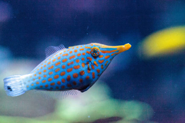 istock Orange spotted filefish Oxymonacanthus longirostris 854265278