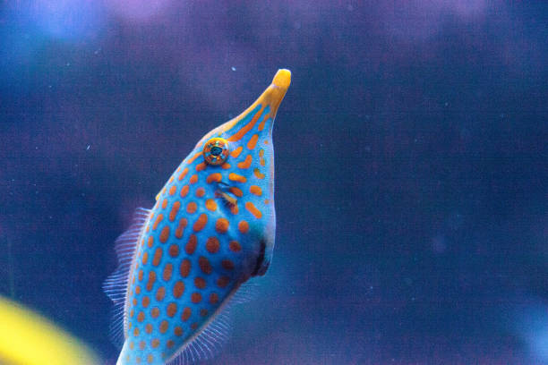 istock Orange spotted filefish Oxymonacanthus longirostris 854265352