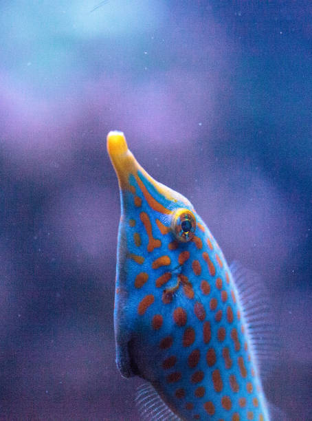 istock Orange spotted filefish Oxymonacanthus longirostris 854265470