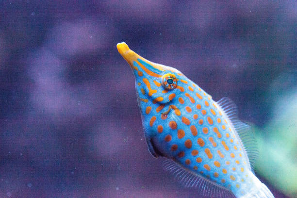 istock Orange spotted filefish Oxymonacanthus longirostris 854265514