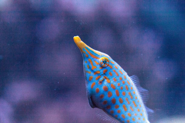 istock Orange spotted filefish Oxymonacanthus longirostris 854265548