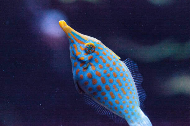 istock Orange spotted filefish Oxymonacanthus longirostris 854265636
