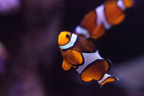 istock Clownfish, Amphiprioninae 854266288