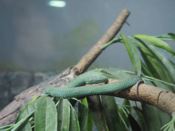 istock the green snake (Green pit vipers) are take a rest on the tree. 854269004