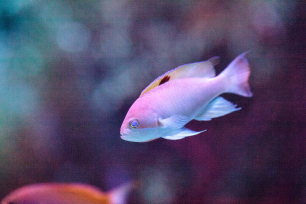istock Purplequeen anthias fish Pseudanthias pascalus 854269158
