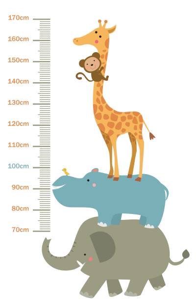 ilustraciones, imágenes clip art, dibujos animados e iconos de stock de ilustraciones de altura del niño - cartoon giraffe young animal africa